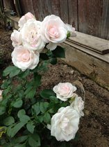 Роза Аспиринка :)