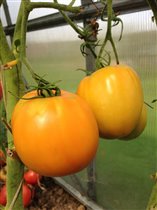 Лимонный гигант