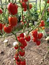 Засолочный деликатес