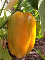 Эрли Сенсейшн