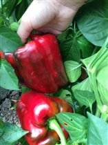 Вкуснющие перчики