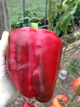 Вкуснющий перчик