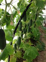 Огурчики хрустящие ;)