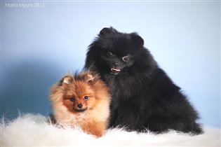 Мушу и Няш (в линьке)