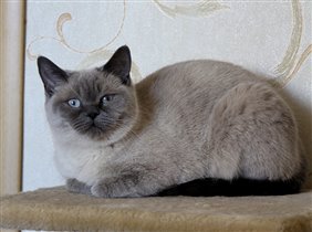 Моя красавица 3,5 года