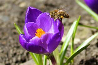 Первые цветы посетили первые в этом году пчелки.