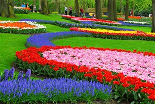 Голландские тюльпаны расцветут в Парке Горького
