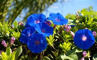 Нежно-синии цветы