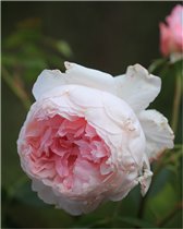 The Wedgwood Rose 