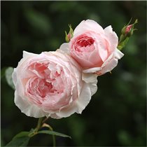 The Wedgwood Rose 