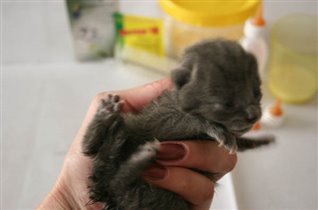 попытка посмотреть в глаза