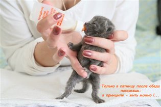 так мы приступаем к кормлению