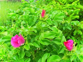 шиповник(роза морщинистая)