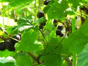 чёрная смородина