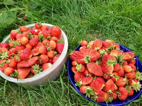 Клубника вкууусная 😍