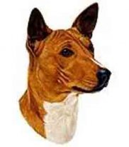 Basenji-Pat