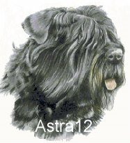 Bouvier des Flandress