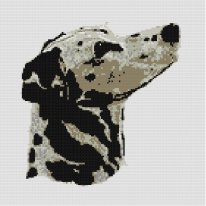 dalmata