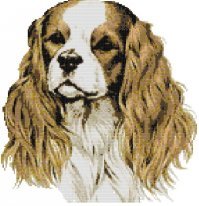 dog 5