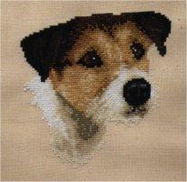 jack russel (dog)