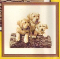 Labrador_Puppies
