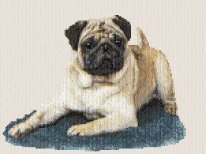 Pug - Mops