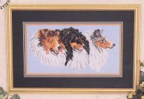 Sheetland sheepdog (Dog Collection 7)