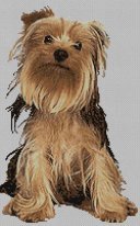 Yorkshire Terrier-pdf