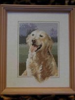 голден ретривер 2