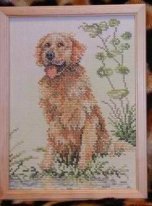 Голден ретривер от Lanarte