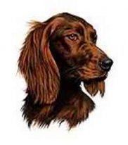 Ирландский сеттер-Pat