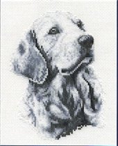 BK 135 golden retriever