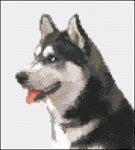 Сибирская хаски