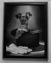 Русский д/ш той - терьер