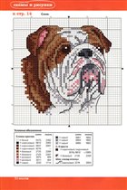 английский бульдог