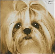 Щитцу (авторская схема)