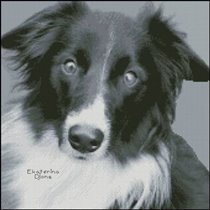 Бордер- колли