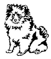 Щенок шпица