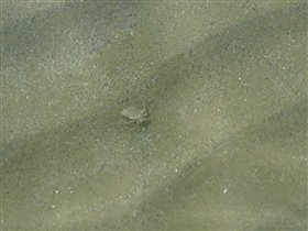 Подводный житель