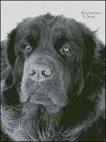 Ньюфаундленд (автрская)