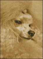 Рыжий пудель (авторская)