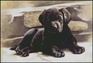 Черный щенок лабра