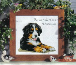 Щенок бернского зененхунда 2