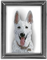 Белая овчарка от КиТ