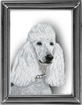 Белый пудель от КиТ