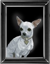 Чихуахуа от КиТ