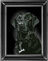 Черный лабрадор от КиТ