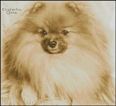 Шпиц от Е.Д.