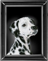 Далматин от КиТ