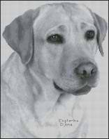 Лабрадор  пал от Е.Д.(ч/б. цвет.)